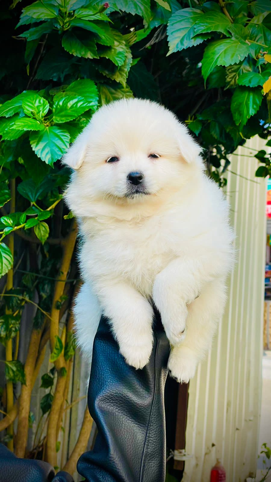 Pomeranian